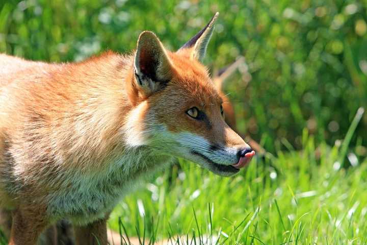 a fox picture